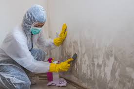 Why You Should Choose Our Mold Remediation Services in Hansen, ID